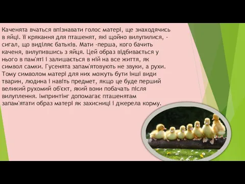 Каченята вчаться впізнавати голос матері, ще знаходячись в яйці. її