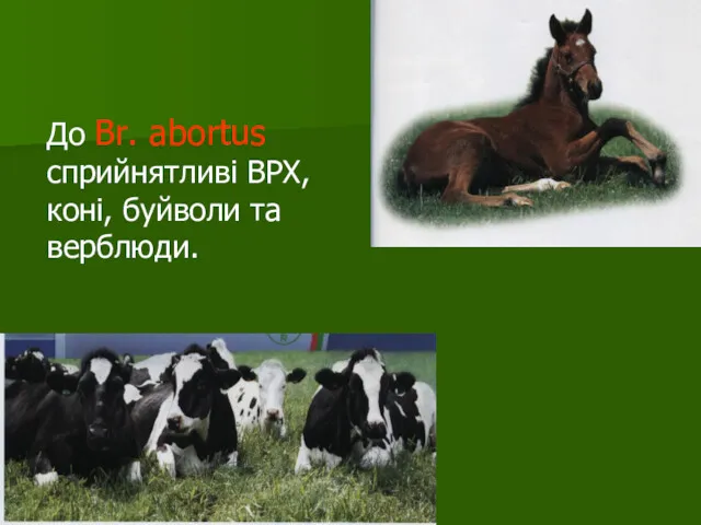 До Br. аbortus сприйнятливі ВРХ, коні, буйволи та верблюди.