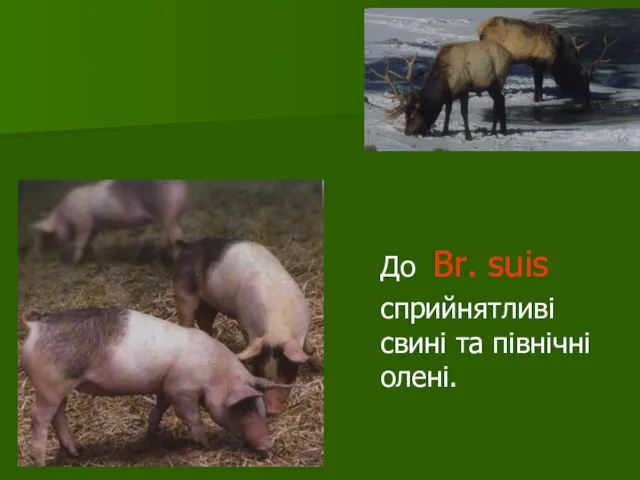 До Br. suis сприйнятливі свині та північні олені.