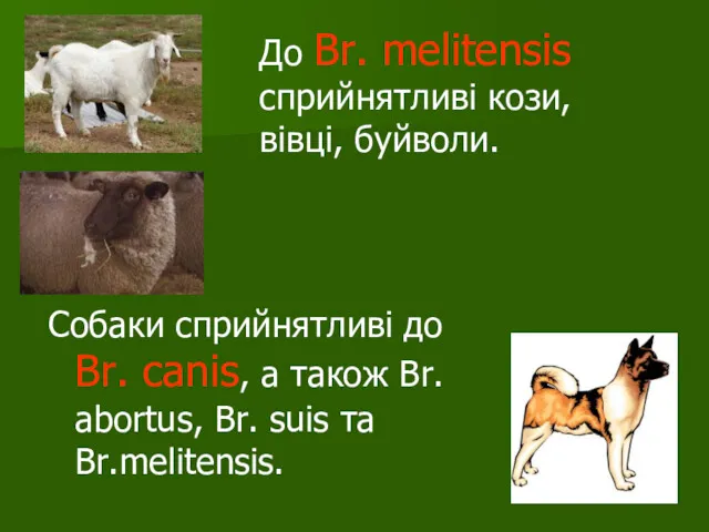До Br. melitensis сприйнятливі кози, вівці, буйволи. Собаки сприйнятливі до