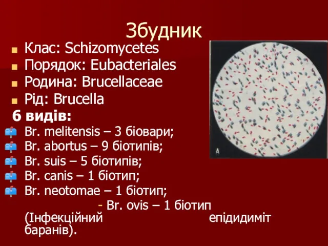 Збудник Клас: Schizomycetes Порядок: Eubacteriales Родина: Brucellaceae Рід: Brucella 6