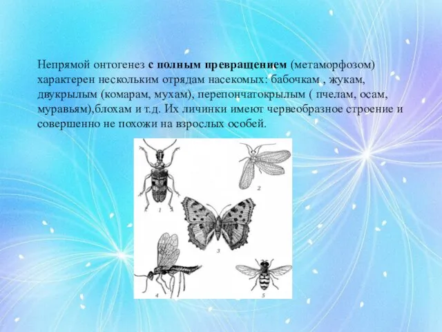 Непрямой онтогенез с полным превращением (метаморфозом) характерен нескольким отрядам насекомых: