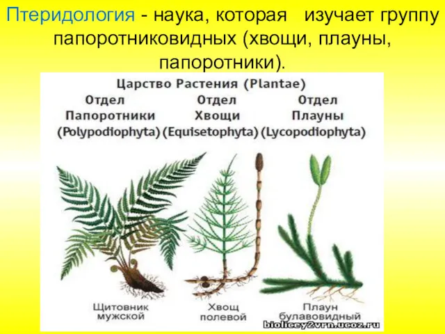 Птеридология - наука, которая изучает группу папоротниковидных (хвощи, плауны, папоротники).