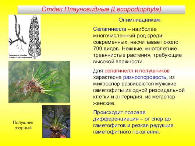 Олимпиадникам: Селагинелла – наиболее многочисленный род среди современных, насчитывает около