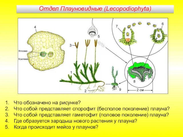 Что обозначено на рисунке? Что собой представляет спорофит (бесполое поколение)