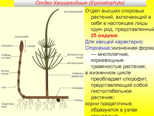 Отдел Хвощевидные (Equisetophyta) Отдел высших споровых растений, включающий в себя