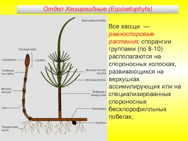 Все хвощи — равноспоровые растения; спорангии группами (по 8-10) располагаются