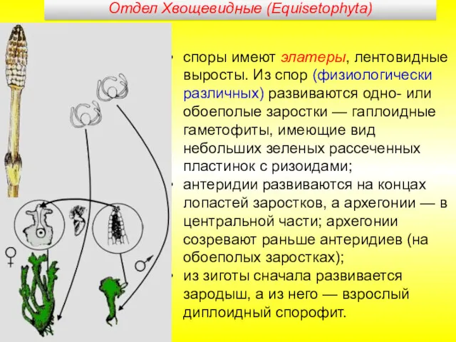 споры имеют элатеры, лентовидные выросты. Из спор (физиологически различных) развиваются