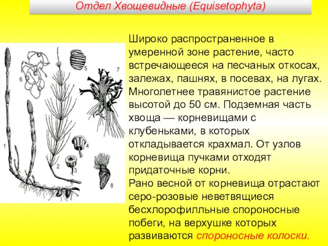 Широко распространенное в умеренной зоне растение, часто встречающееся на песчаных