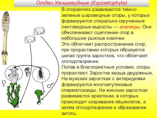 В спорангиях развиваются темно-зеленые шаровидные споры, у которых формируются спирально