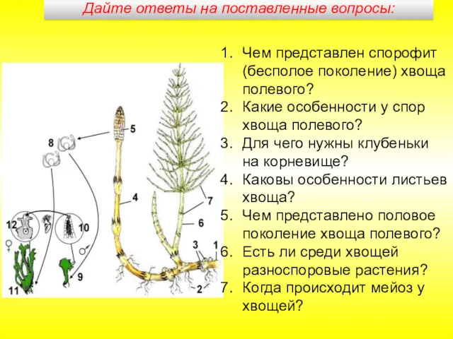 Дайте ответы на поставленные вопросы: Чем представлен спорофит (бесполое поколение)