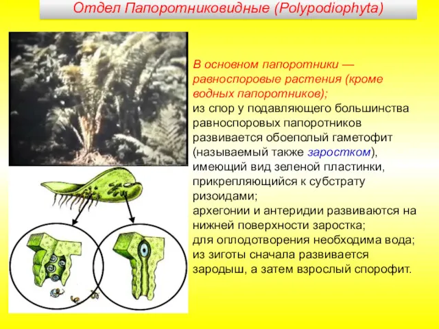 В основном папоротники — равноспоровые растения (кроме водных папоротников); из