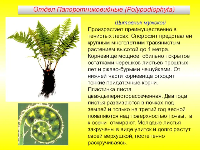 Щитовник мужской Произрастает преимущественно в тенистых лесах. Спорофит представлен крупным