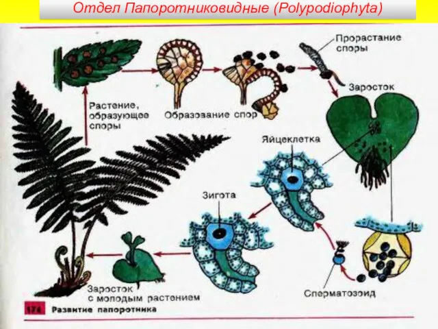 Отдел Папоротниковидные (Polypodiophyta)