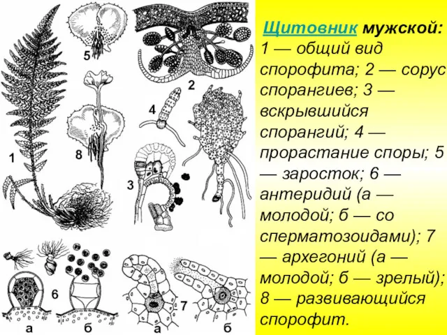 Щитовник мужской: 1 — общий вид спорофита; 2 — сорус