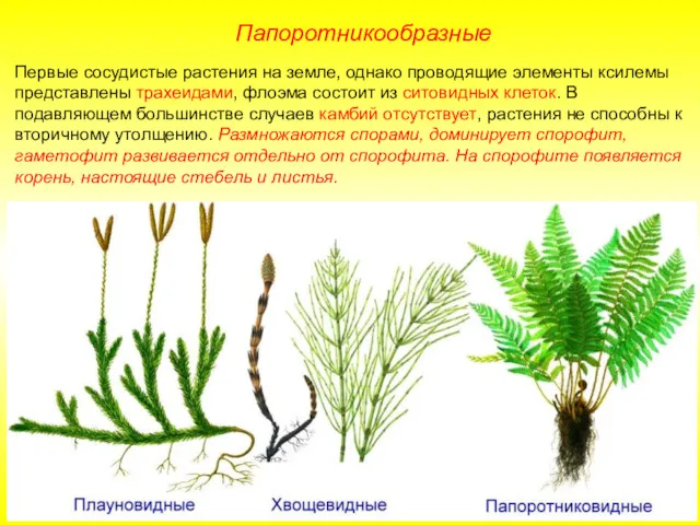 Папоротникообразные Первые сосудистые растения на земле, однако проводящие элементы ксилемы