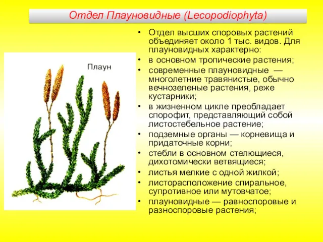 Отдел Плауновидные (Lecopodiophyta) Отдел высших споровых растений объединяет около 1