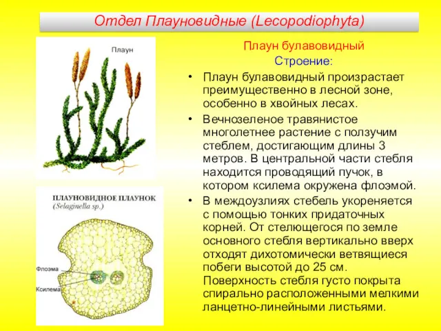 Плаун булавовидный Строение: Плаун булавовидный произрастает преимущественно в лесной зоне,