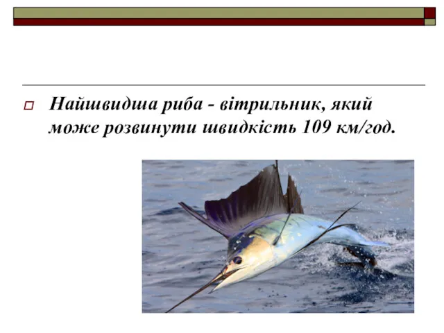 Найшвидша риба - вітрильник, який може розвинути швидкість 109 км/год.