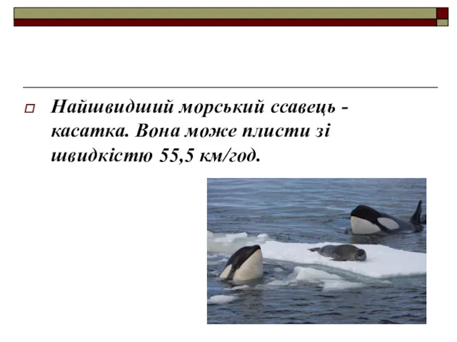 Найшвидший морський ссавець - касатка. Вона може плисти зі швидкістю 55,5 км/год.