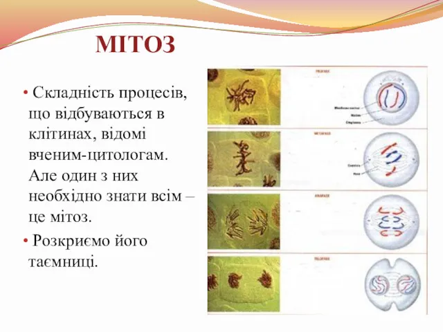 МІТОЗ Складність процесів, що відбуваються в клітинах, відомі вченим-цитологам. Але