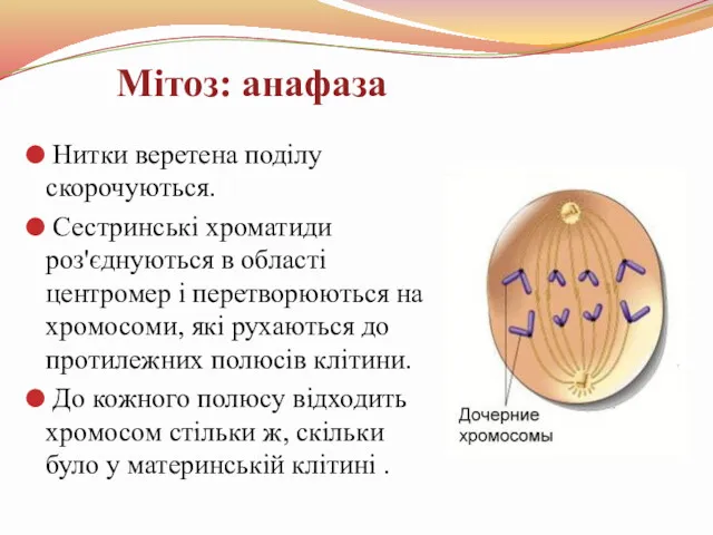 Нитки веретена поділу скорочуються. Сестринські хроматиди роз'єднуються в області центромер