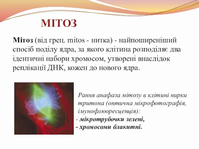 МІТОЗ Мітоз (від грец. mitos - нитка) - найпоширеніший спосіб