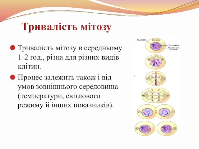 Тривалість мітозу в середньому 1-2 год., різна для різних видів клітин. Процес залежить