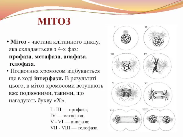 I - III — профаза; IV — метафаза; V - VI — анафаза;