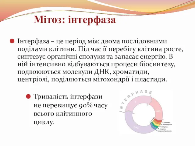 Мітоз: інтерфаза Інтерфаза – це період між двома послідовними поділами клітини. Під час