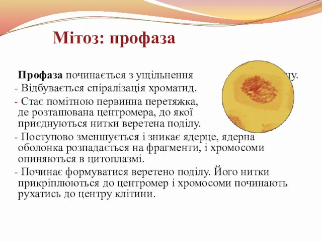 Профаза починається з ущільнення хроматину. Відбувається спіралізація хроматид. Стає помітною