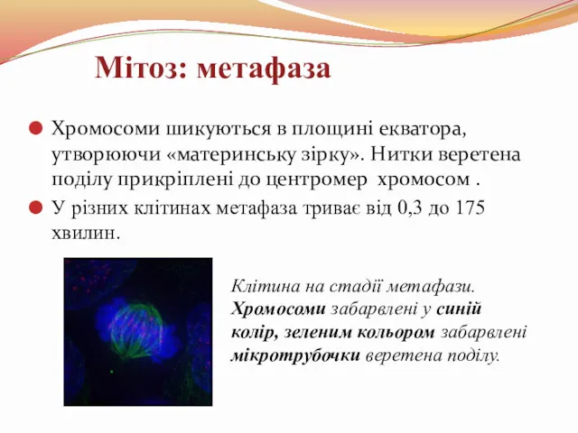 Клітина на стадії метафази. Хромосоми забарвлені у синій колір, зеленим