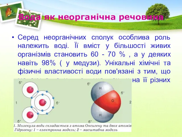 Вода як неорганічна речовина Серед неорганічних сполук особлива роль належить