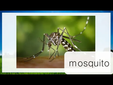 mosquito