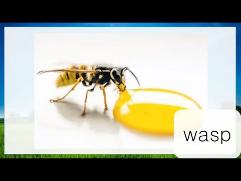 wasp