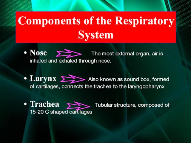 Components of the Respiratory System Nose The most external organ,