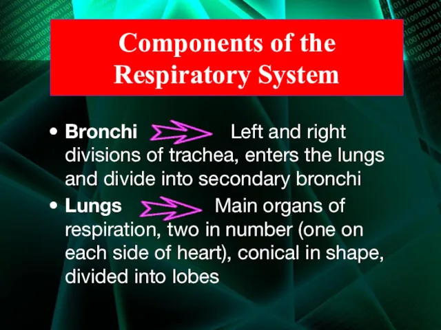 Components of the Respiratory System Bronchi Left and right divisions