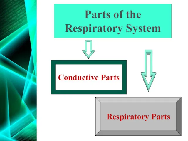 Parts of the Respiratory System Conductive Parts Respiratory Parts
