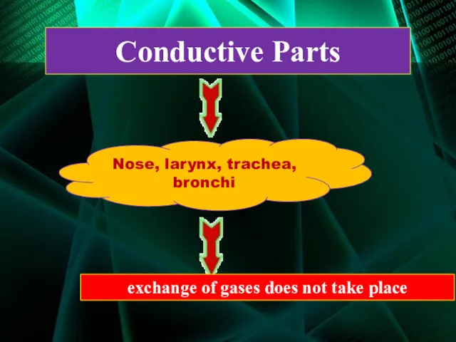 Conductive Parts Nose, larynx, trachea, bronchi exchange of gases does not take place