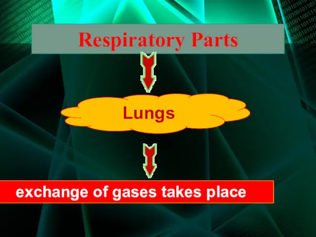 Respiratory Parts Lungs exchange of gases takes place