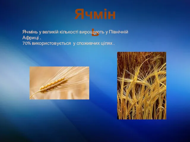 Ячмінь Ячмінь у великій кількості вирощують у Північній Африці . 70% використовується у споживчих цілях .