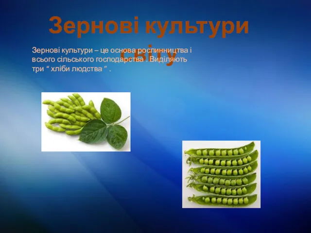 Зернові культури світу Зернові культури – це основа рослинництва і