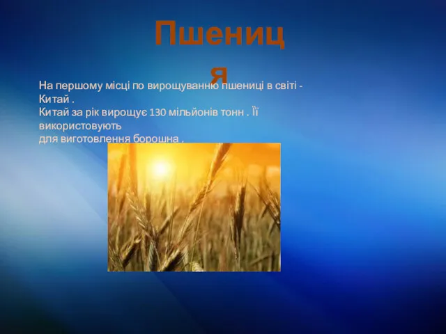 Пшениця На першому місці по вирощуванню пшениці в світі -