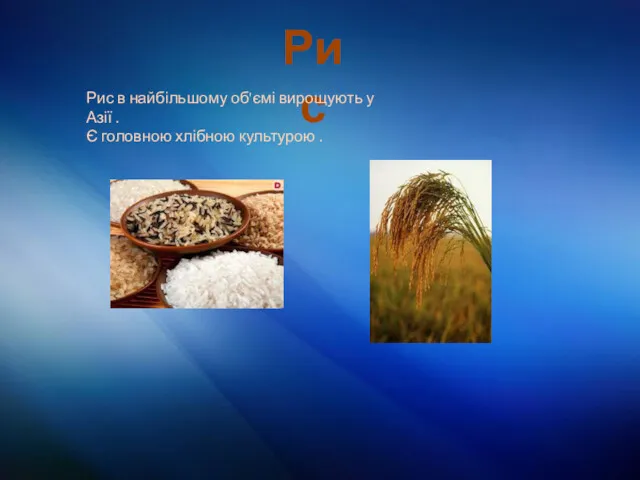 Рис Рис в найбільшому об'ємі вирощують у Азії . Є головною хлібною культурою .