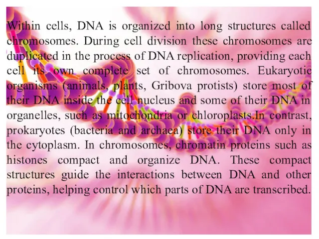 Within cells, DNA is organized into long structures called chromosomes.