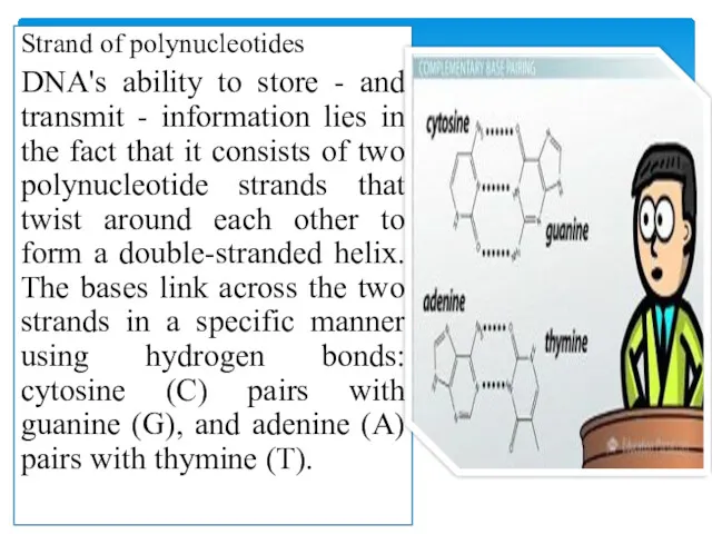 Strand of polynucleotides DNA's ability to store - and transmit