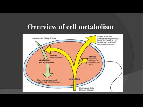 Overview of cell metabolism