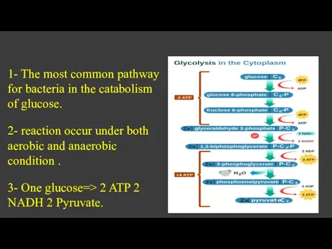 1- The most common pathway for bacteria in the catabolism