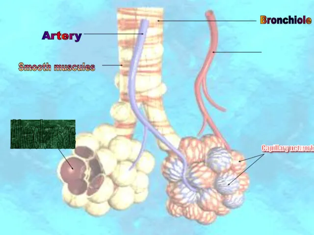 Artery Bronchiole Alveolar sac Smooth muscules Capillary network