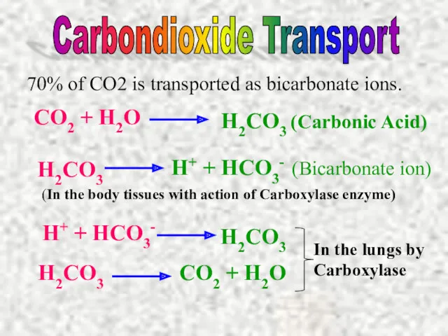 70% of CO2 is transported as bicarbonate ions. Carbondioxide Transport